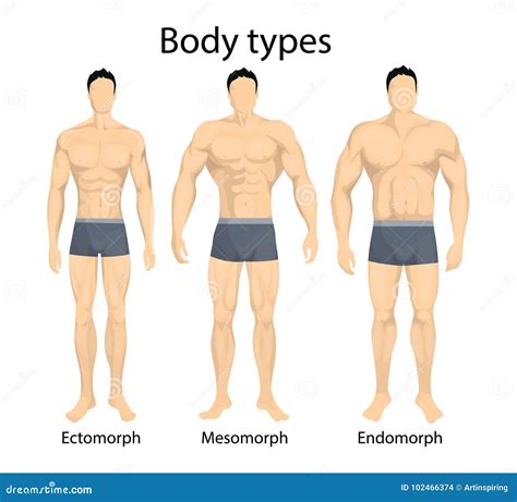 Body Types Set Vector Illustration | CartoonDealer.com #20485172