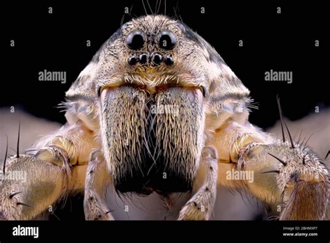 The Anatomy of Fangs in Wolf Spiders