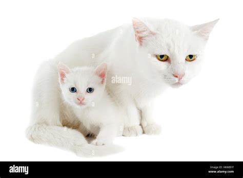 female eyes cats mother mom ma mommy cat baby kitten pussycat cat domestic cat white two ...