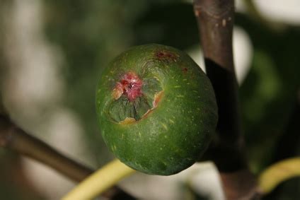 Fertilizer for Fig Trees | Garden Guides