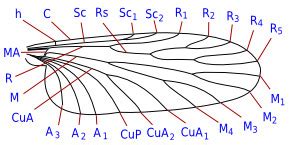 Notes on Entomology: Flies. Morphology and anatomy of adults: Wings ...