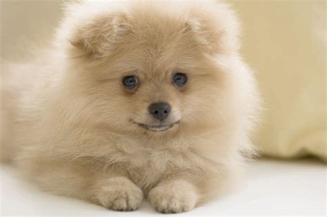 Pomeranian Wallpapers - Wallpaper Cave