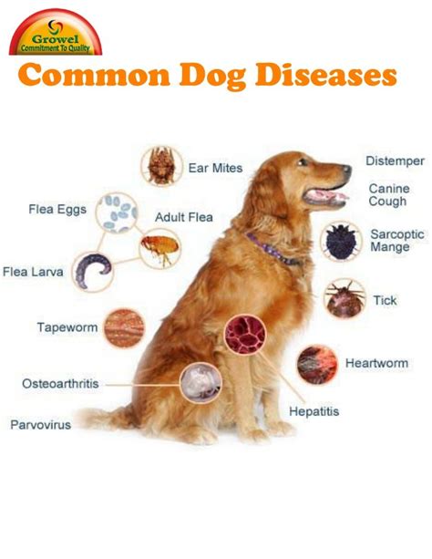 A Brief Guide to Common Dog Diseases and Health Problems | Health problems, Dogs, Disease