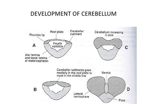 Development of CNS (central nervous system) | DentMistry