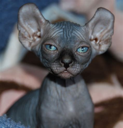 6 Strange Breeds of Hairless Cats | Featured Creature