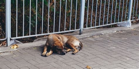 International Homeless Animals Day in 2025/2026 - When, Where, Why, How ...