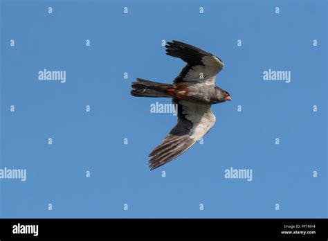 Amur falcon male Stock Photo - Alamy