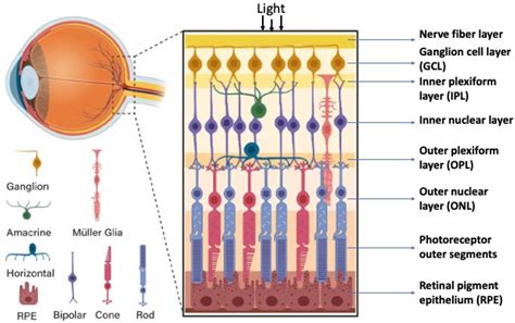 Biomedicines | Free Full-Text | Self-Organization of the Retina during ...