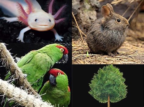 Conoce las especies endémicas de México: una diversidad única