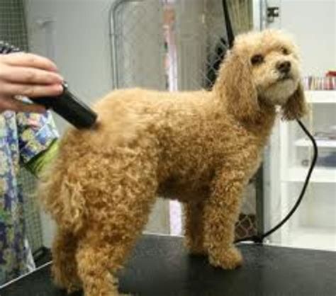 Are Poodles Easy To Groom