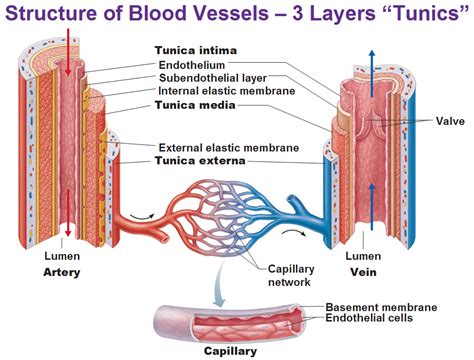 CLASS BLOG: BIO 202 Vessels KEY