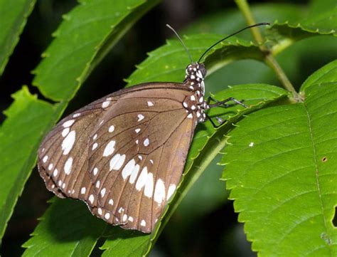 Common Crow Butterfly (Euploea core)