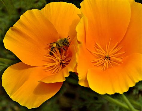 California Poppies Color Photograph by Rob Outwater