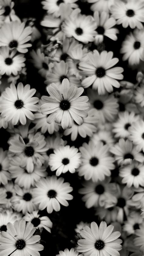 Black and White Daisy Wallpapers on WallpaperDog