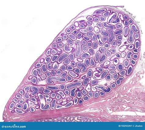 Human epididymis stock image. Image of genital, sertoli - 93292397