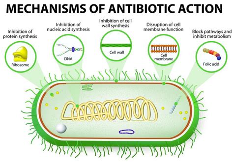 ex 19 - Antibiotic Sensitivity : Kirby-Bauer Method - SCIENTIST CINDY