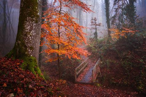 Fotos de un bosque cubierto de niebla muestran la belleza del otoño