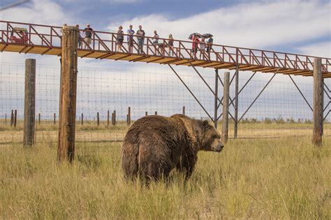 Tres osos del Ecoparque de Buenos Aires fueron trasladados a un ...