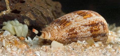 AVEEK- Blogs: Cone snail