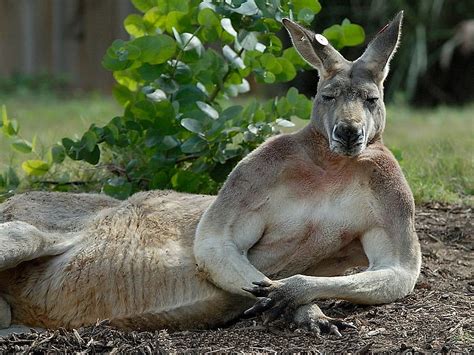 Kangaroo Australia 32220270, walking backwards HD wallpaper | Pxfuel