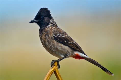 File:Red-vented Bulbul (Pycnonotus cafer) in Tirunelveli, India.jpg - Wikimedia Commons