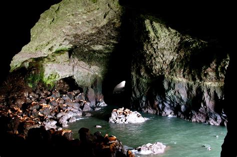 Sea Lion Caves -- that iconic tourist stop between Yachats and Florence -- celebrates its 90th ...