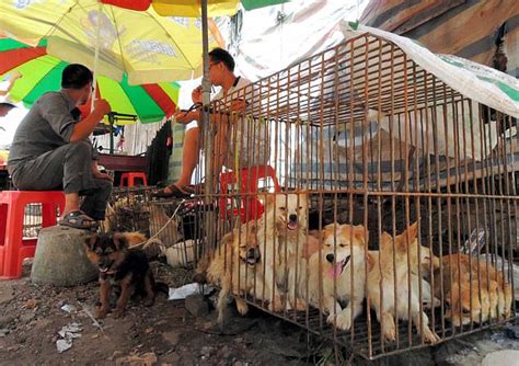 Hundreds of dogs wait to be sent to China's Yulin Dog Meat Festival | Daily Mail Online