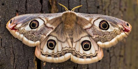 Moth Symbolism & Spiritual Meanings Of Seeing Moths in 2022 | Moth ...