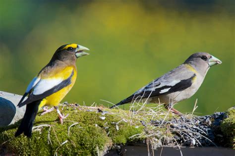 Evening Grosbeak Pictures - AZ Animals