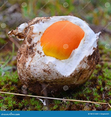 Amanita caesarea bulb stock image. Image of nature, edible - 98721459