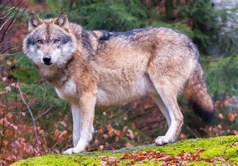 Eurasian wolf (Canis lupus lupus); DISPLAY FULL IMAGE.