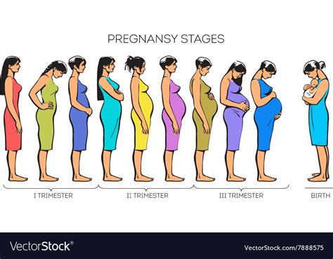 Women pregnancy stages Royalty Free Vector Image