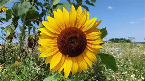 Kostenlose foto : Natur, blühen, Feld, Blume, Sommer-, produzieren ...