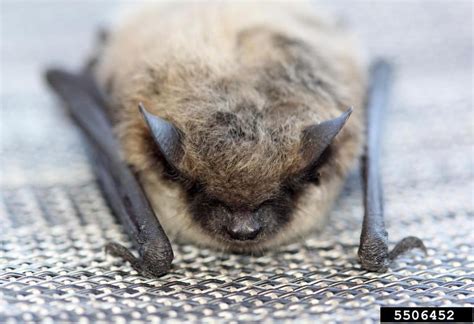 little brown myotis (Myotis lucifugus)