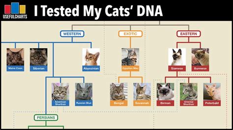 I Tested My Cats' DNA using BasePaws | Family Tree of Cat Breeds - YouTube