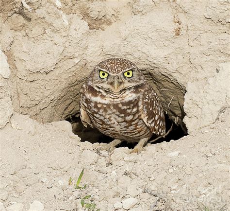 Burrowing Owl at the Nest Photograph by Dennis Hammer - Fine Art America