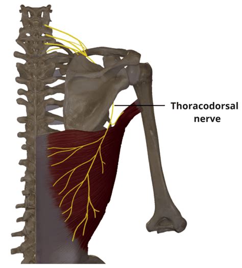 Thoracodorsal Nerve - Course - Functions - TeachMeAnatomy