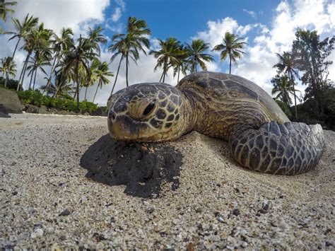 Lawsuit Launched to Protect Green Sea Turtle Habitat Threatened by Sea-level Rise, Plastic ...