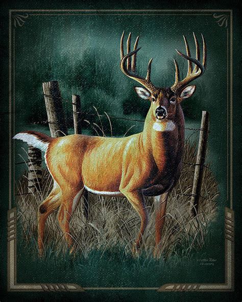 Whitetail Deer Poster by JQ Licensing