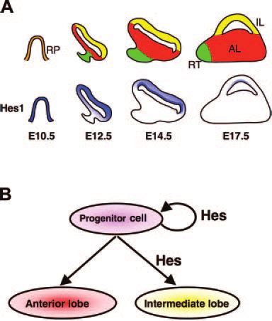 Proposed Roles of Hes Genes in the Pituitary (Adenohypophysis ...