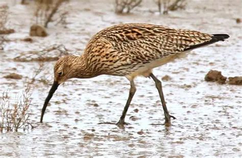 Curlew - Description, Habitat, Image, Diet, and Interesting Facts