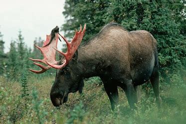 Why moose need to shed their antlers