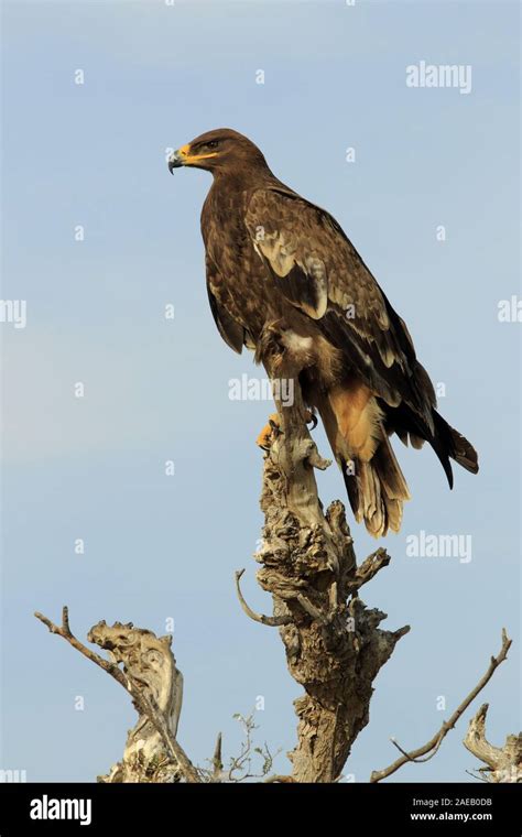 Birds of prey in India Stock Photo - Alamy