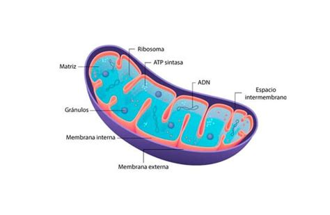 Actualizar 72+ mitocondria dibujo y sus partes - camera.edu.vn