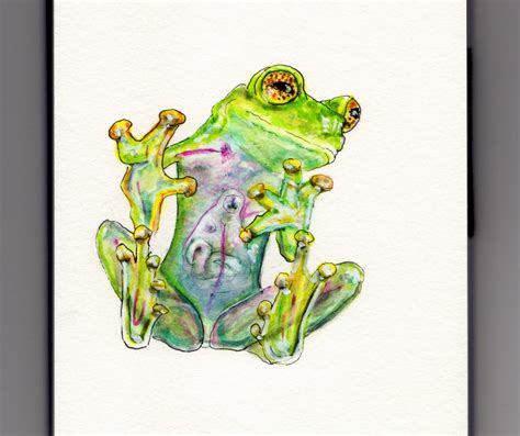 The Glass Frog ~ Doodlewash®