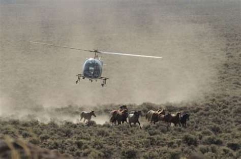 Should we manage wild horses as wildlife, pets or livestock?