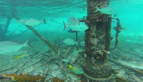 Snorkeling Alligator Reef Lighthouse Off Islamorada – Snorkeling (Not Just) For Wimps Part Two ...