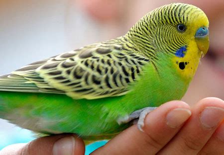 Selecting a pet bird | American Veterinary Medical Association