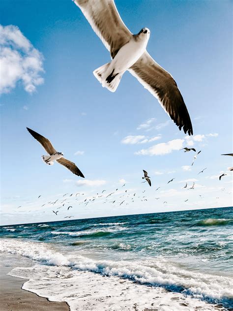 Seagulls Flying over Beach · Free Stock Photo