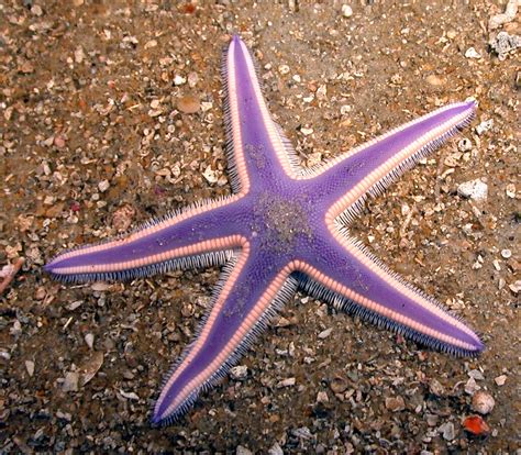 Namibia Reservations: 10 Facts About Starfish